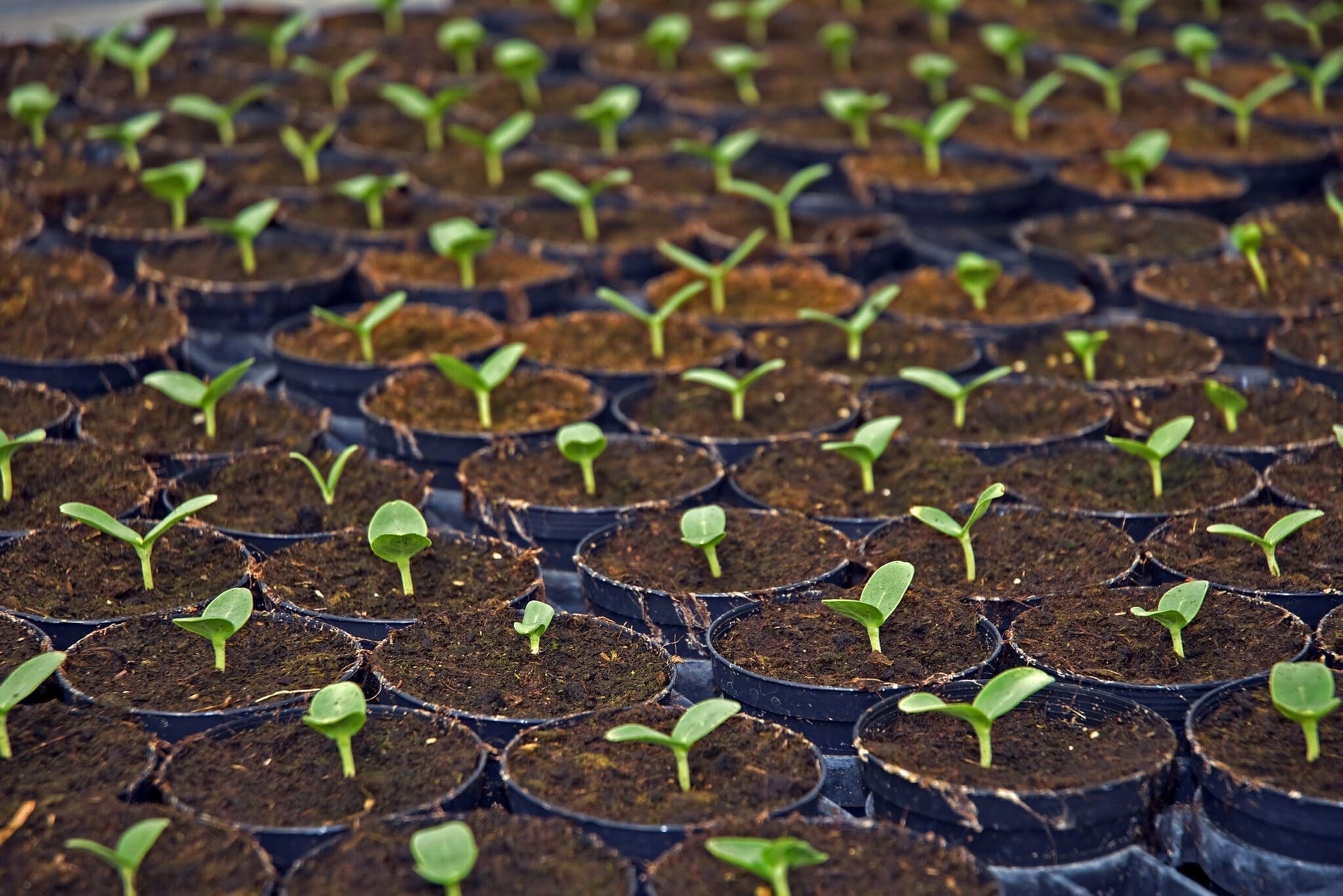 Nursery_01_2500x1667px_Grid Potted plants in nursery