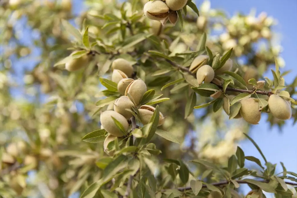 Almonds nearing harvest