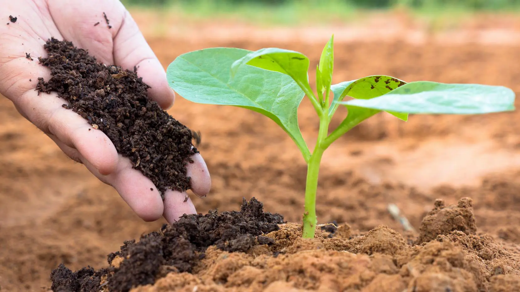 hero-article-optimal-inputs-nitrogen-potassium-1659×933-1-1