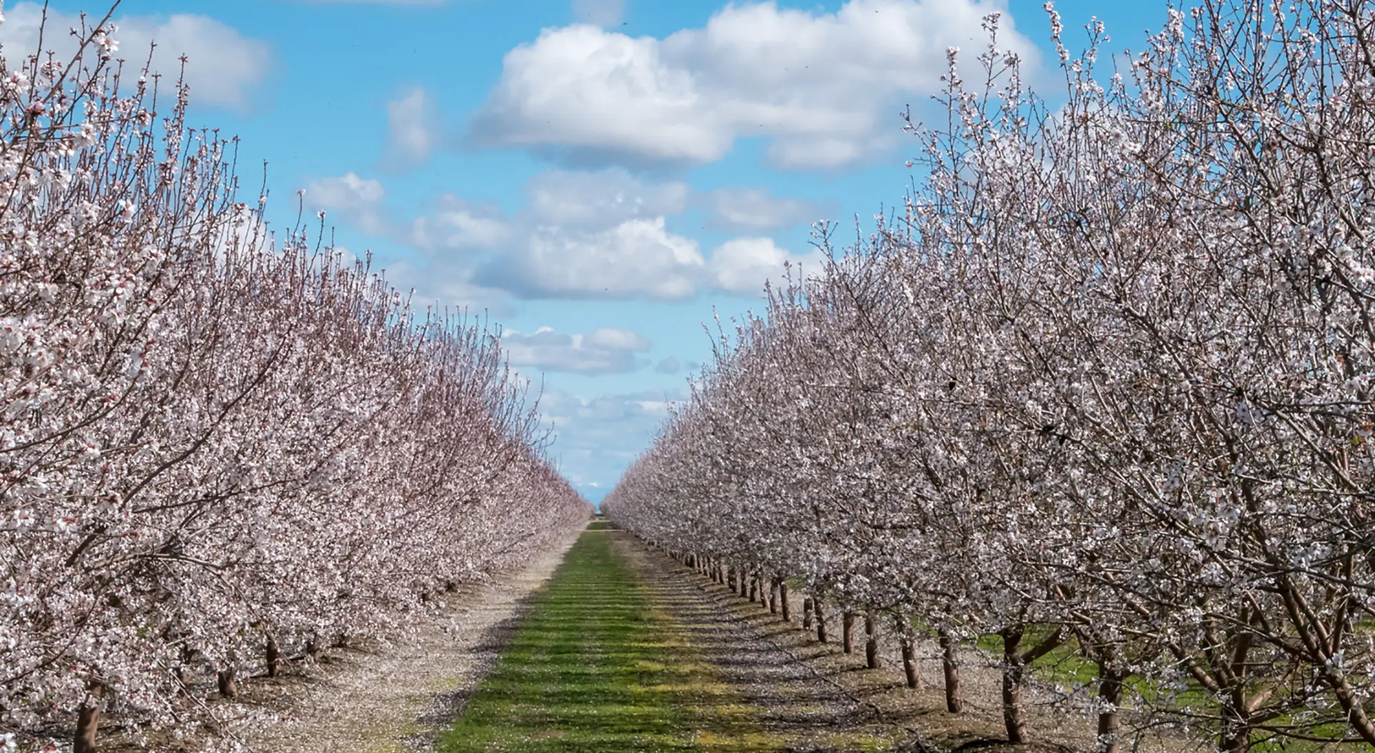 Almond Bloom1