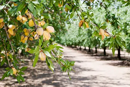 AlmondGrove_Header_420x280_optm