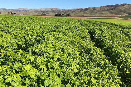 VerdantCrop_Header_420x280_optm