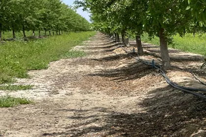 Irrigation Strategy When Water Supply is Limited