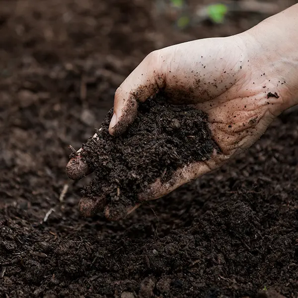 Soil in hand for planting
