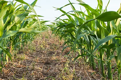 No-Till-Corn_540206958_420x280