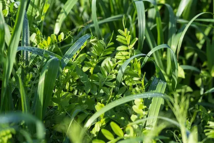 Vetch-Oats-as-Cover-Crops_1278788218_420x280