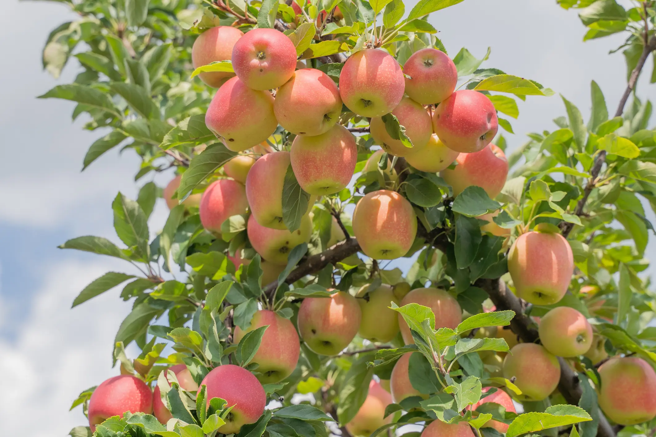 Apple Orchard