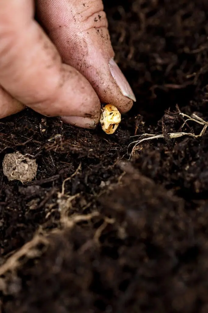 Does Seed Size Matter