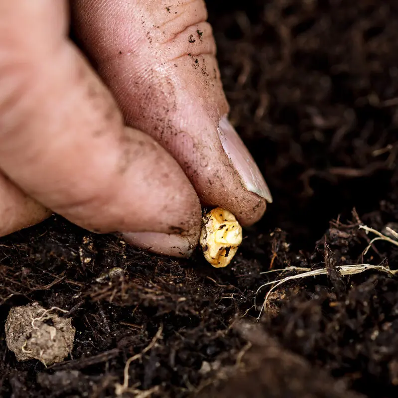 Does Seed Size Matter Does Seed Size Matter