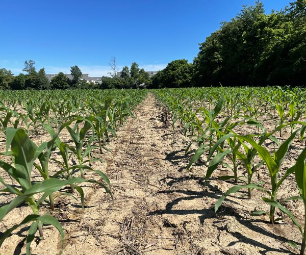 N Invest (600 × 500 px) Protect Your Nitrogen Investment