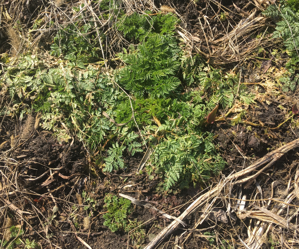 Weeds Winter Weeds