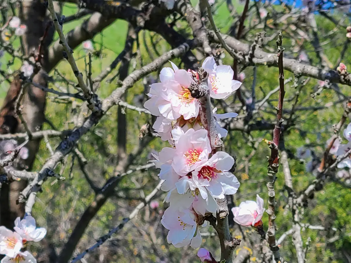 Pink Flowers of an Almond Tree in California