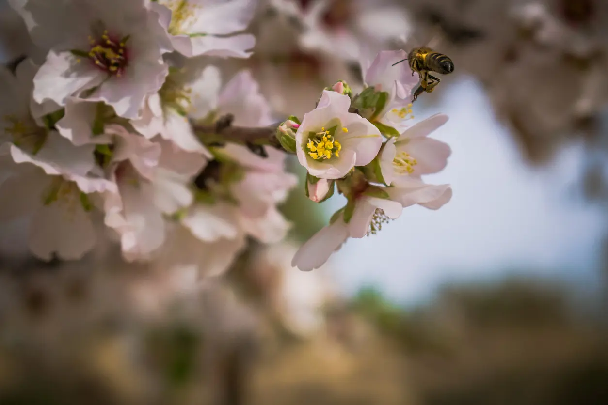 Soft focus of a bee collecting pollen and nectar from almond blossoms at a gard