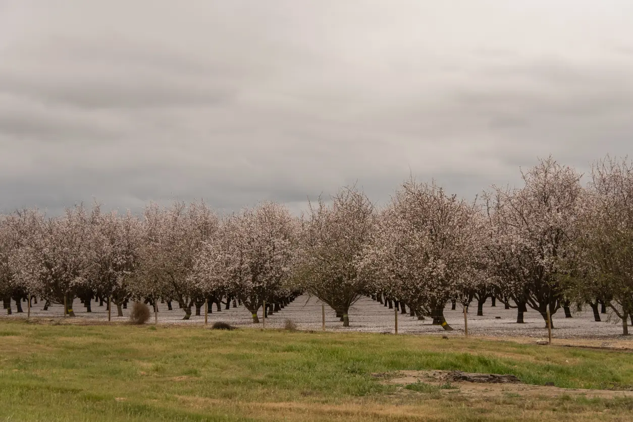 Orchards of San Joaquin Valley