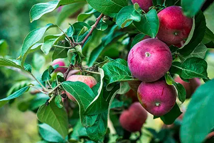 Michigan-Apples_GI-1270227378_HEADER_420x280