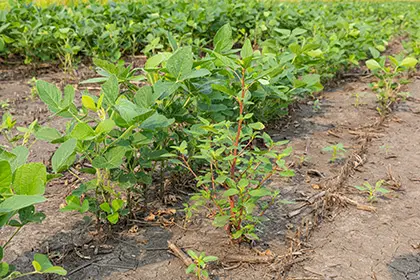 Waterhemp-Weed-in-Field_GI-1331836813_HEADER_420x280 Waterhemp in field