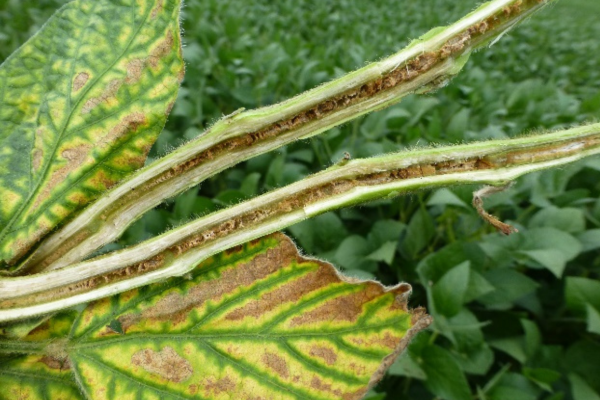 Brown Stem Rot