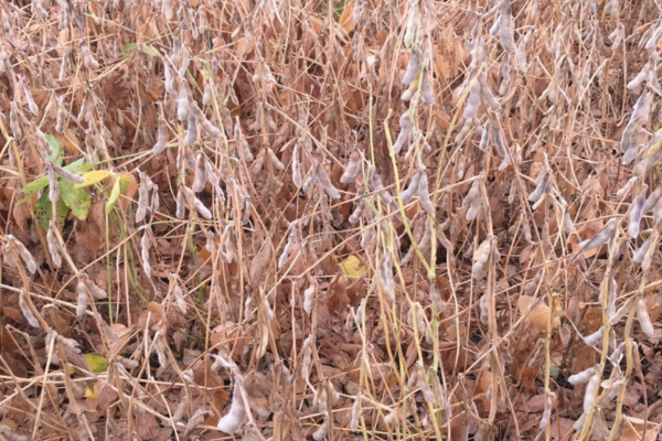 soybean field