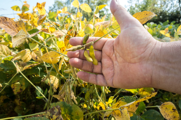 green soybean stems