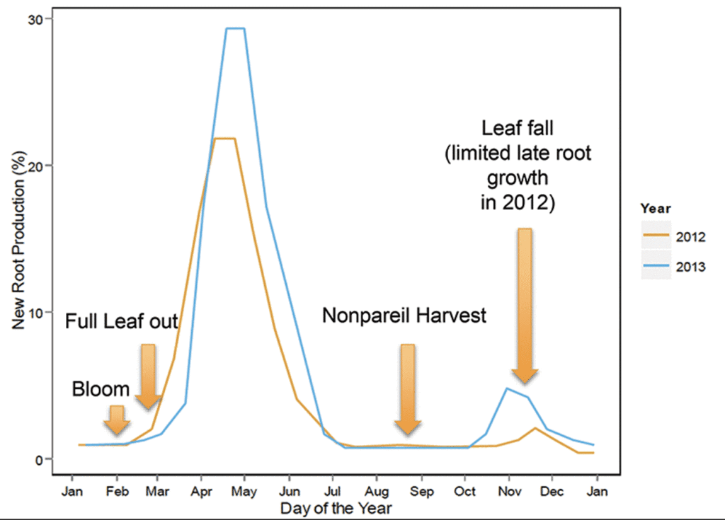 Graph of the level of new root production over time.