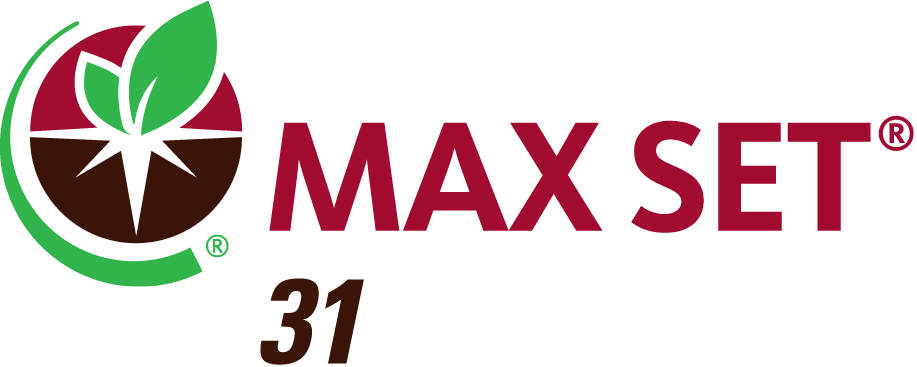 MAX SET 31