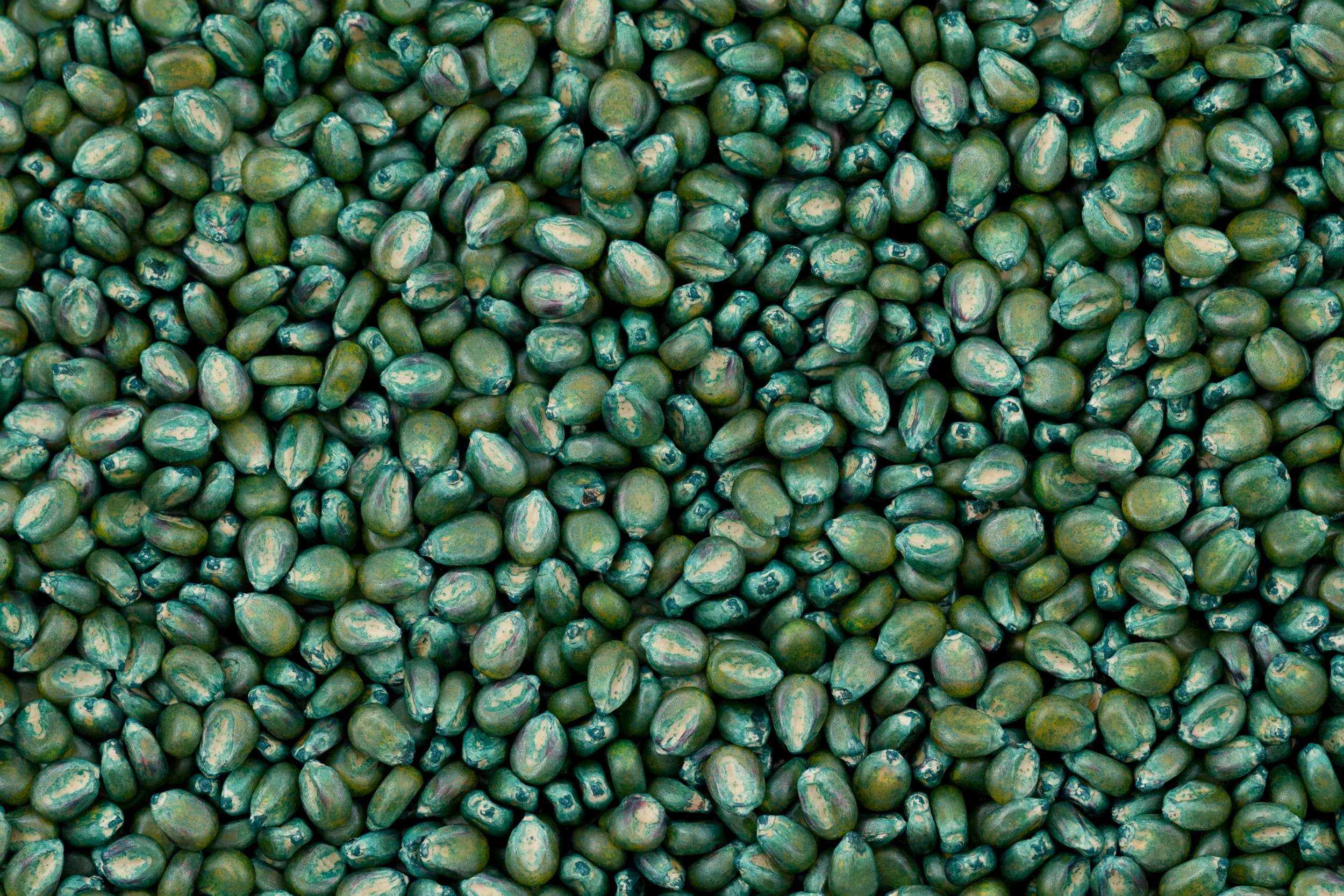 TreatedCorn_01_2500x1667px_Grid Treated Corn Seed