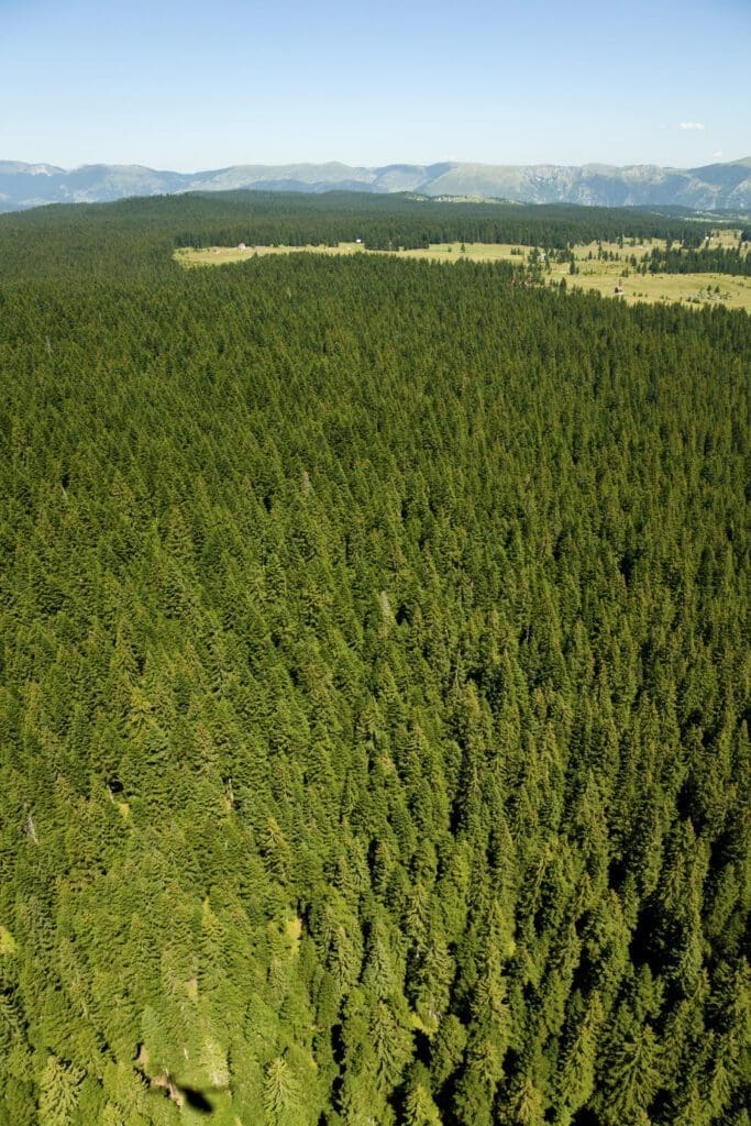 Evergreen forest, aerial view