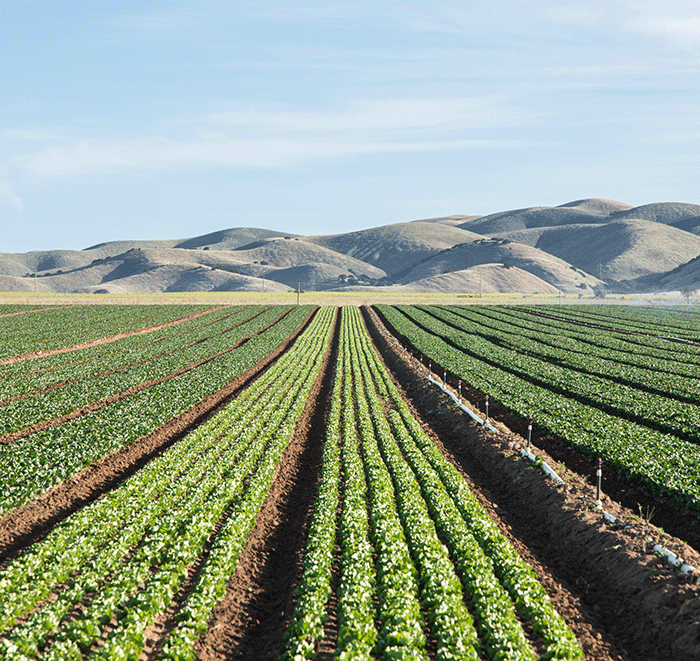Rows of crops.