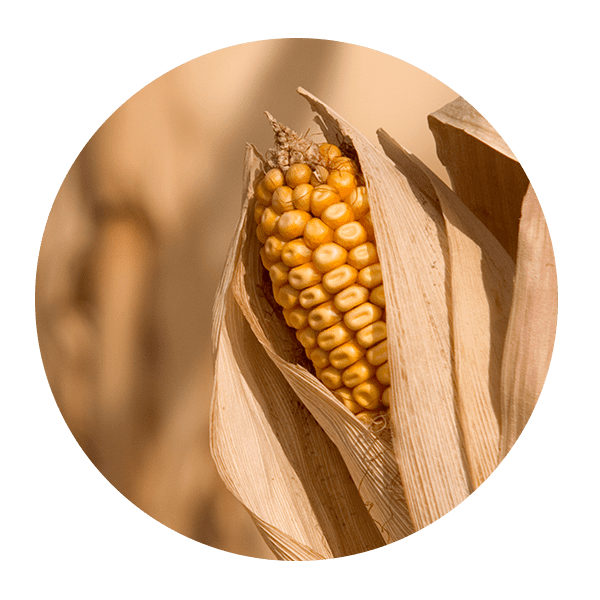 corn-circle