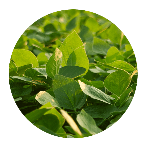 soybean-circle