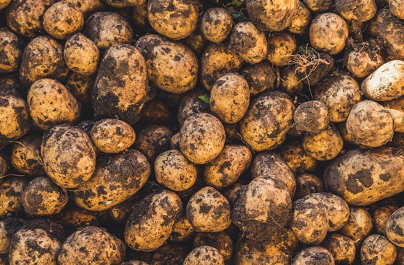 Harvested potatoes