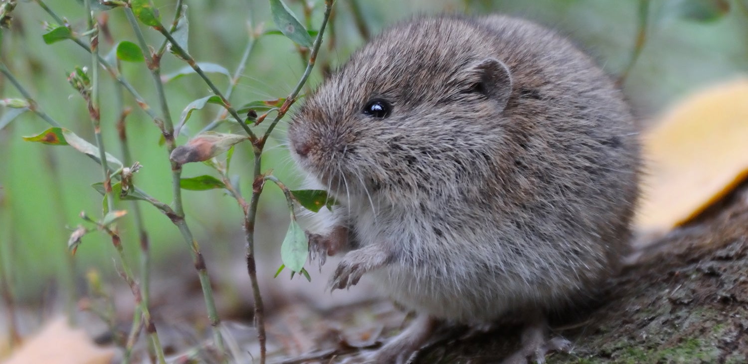 Vole1