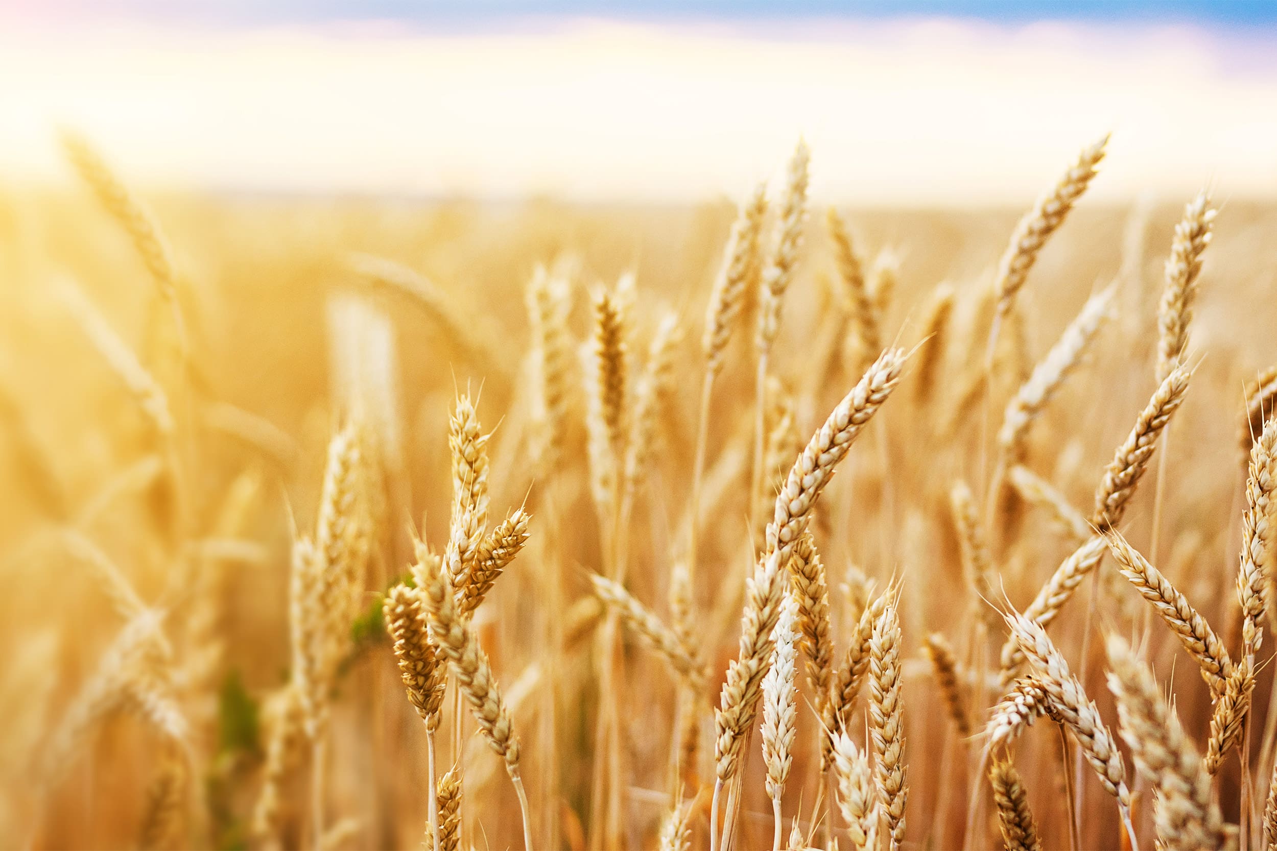 WE_Heartland_HERO_2500x1667