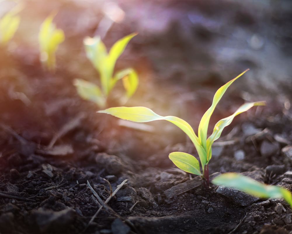WE_SoilSampling_NutrientPrograms_1000x800