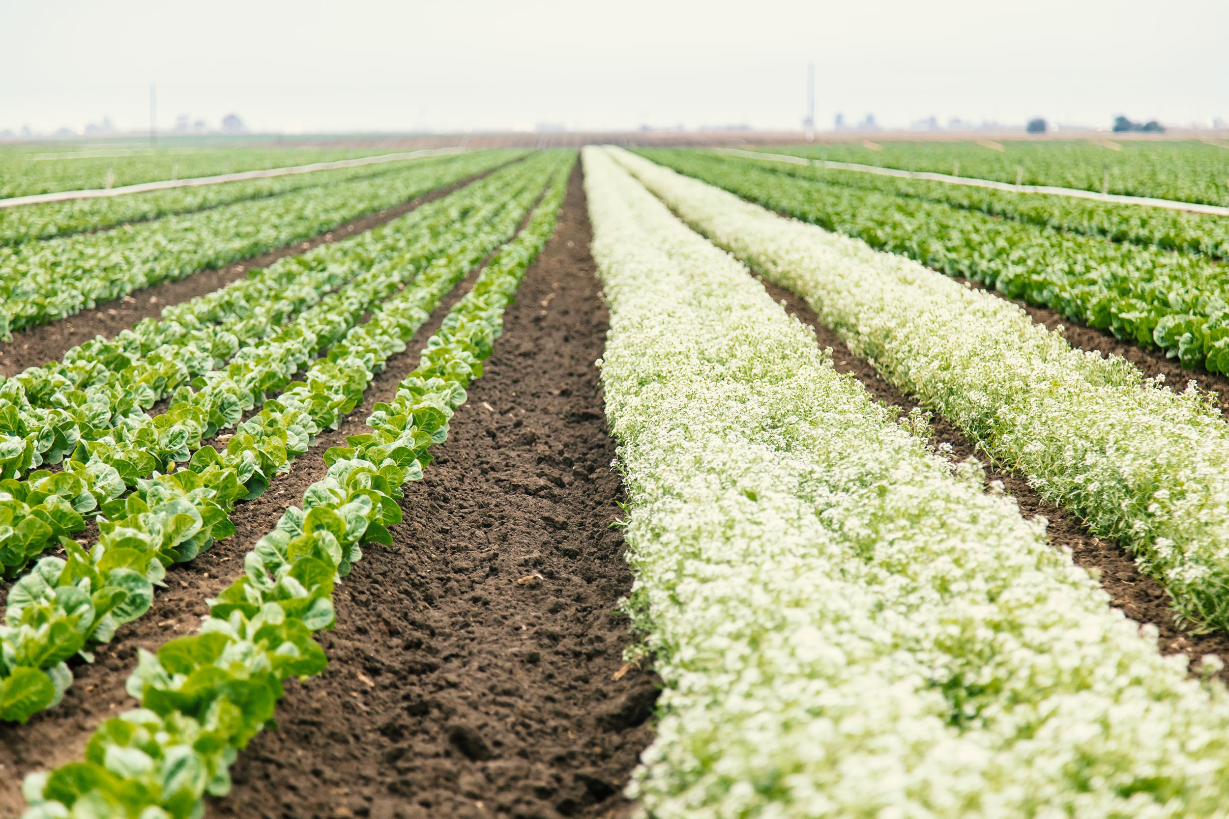 WE_Soil_Health_Hero_Image