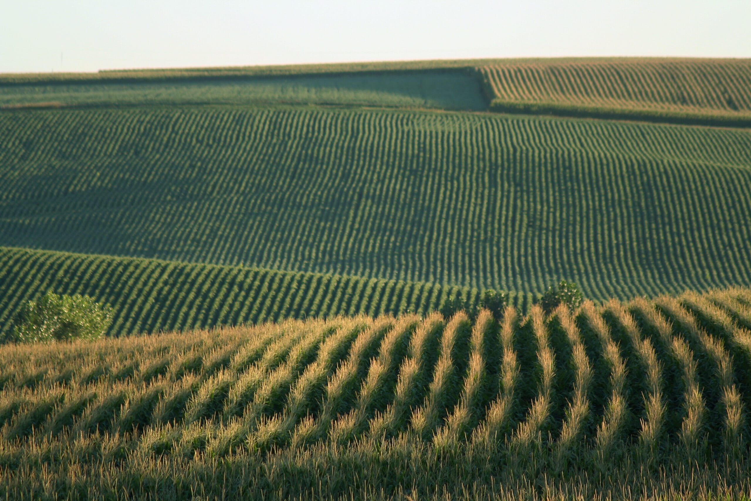 Cornfields, Schuyler, Nebraska