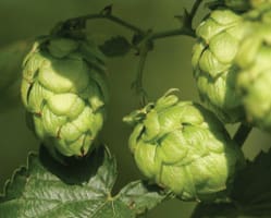 WE_Food_Safety_Article_April_22_Tile-1_420x280