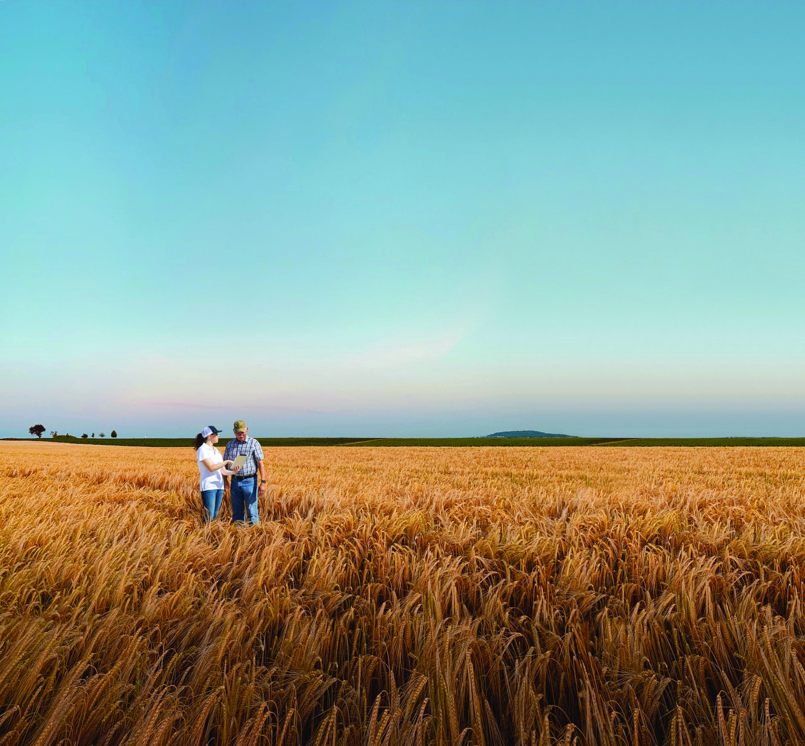 WE_Wheat_Color_R1_4C