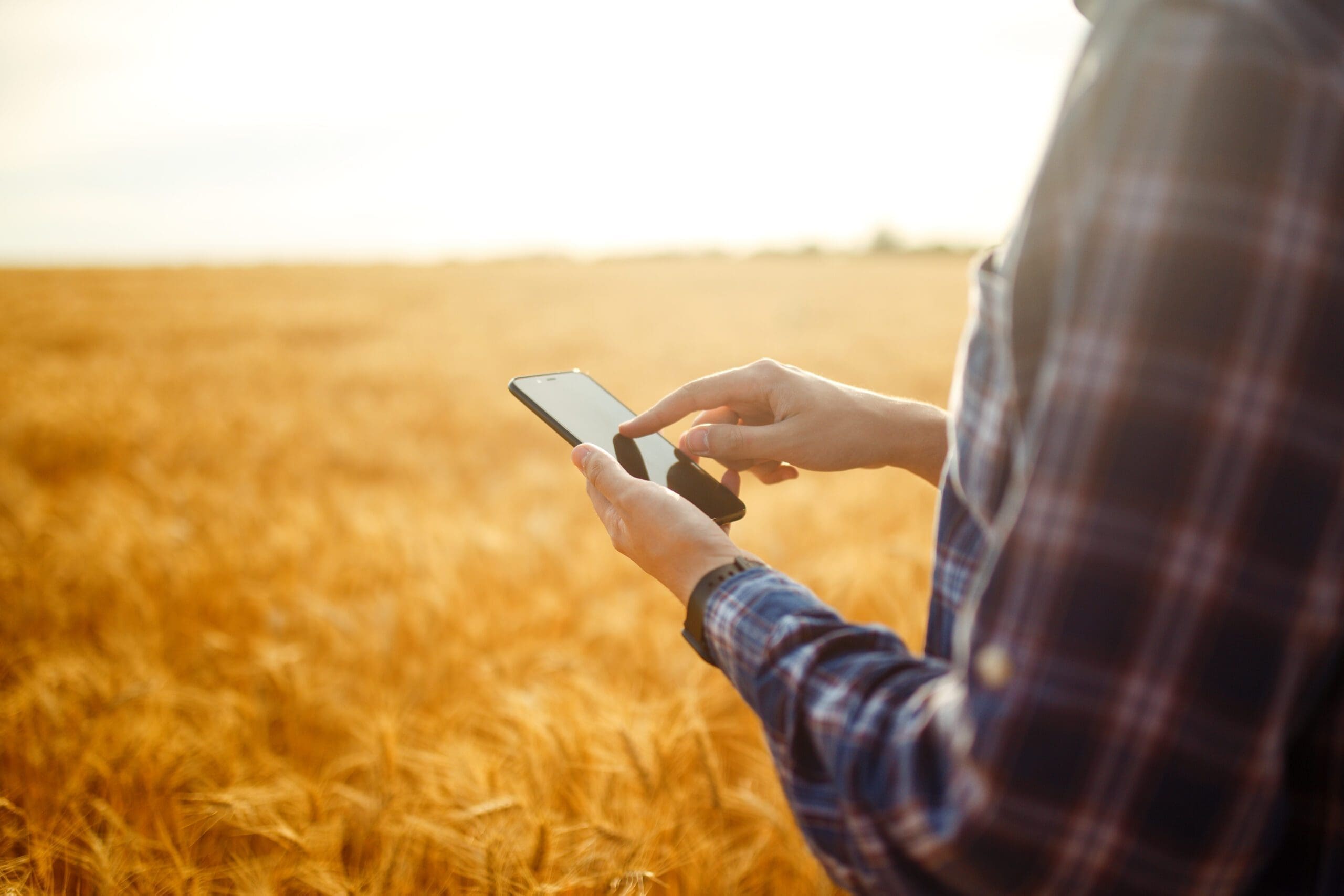 Hands of a farmer holding a phone and using Internet in wheat field. Smart farming using modern technologies in agriculture.