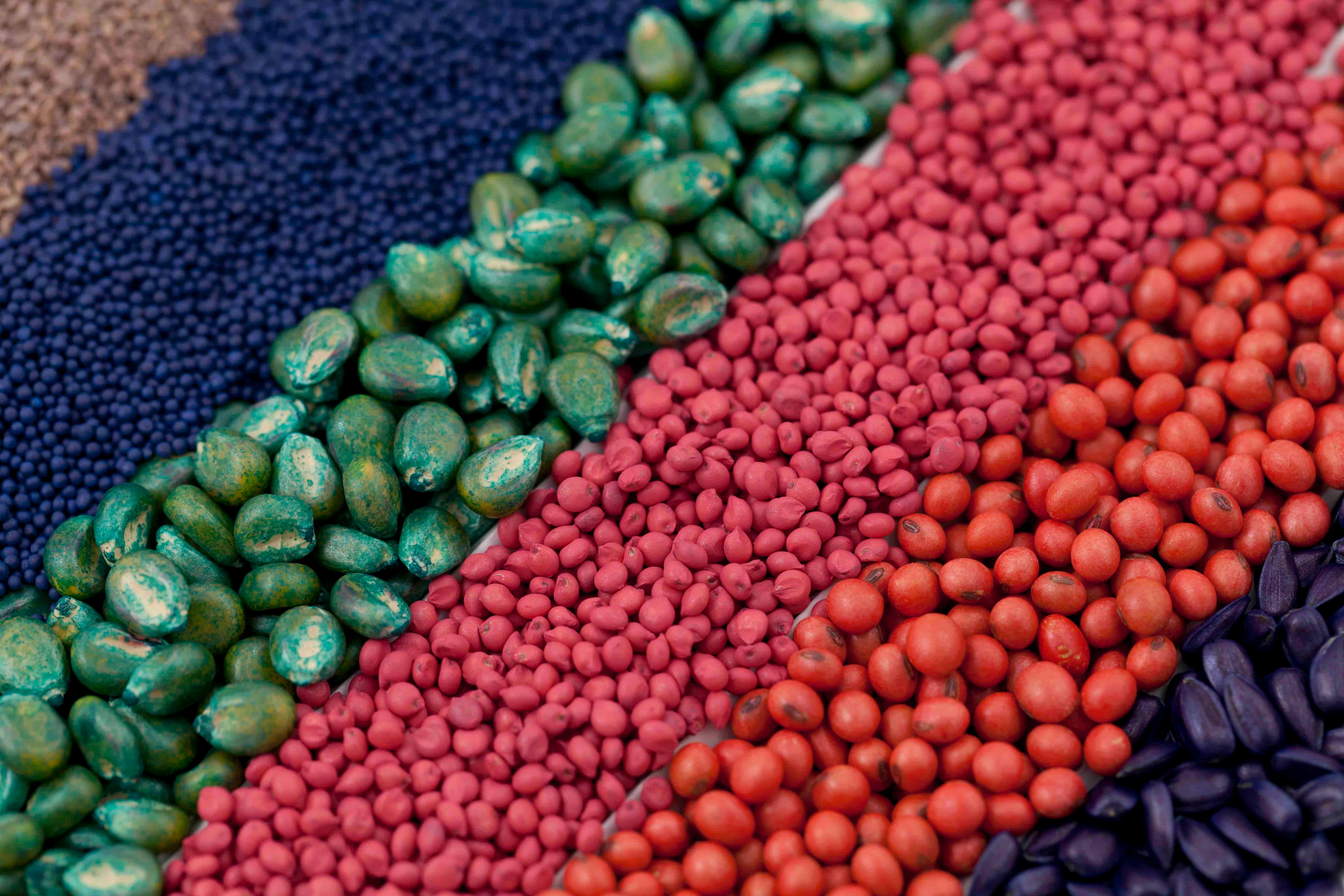 treated seed