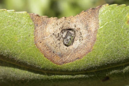 Signs, Symptoms, Location of Alternaria Throughout the Valley