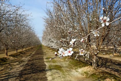 Potassium Nutrition in Almonds