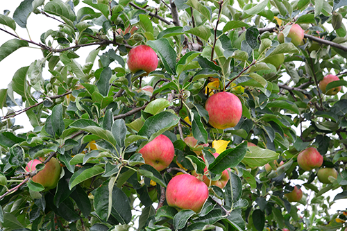 Honeycrisp1