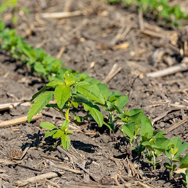 Waterhemp-Weed_GettyImages-1331836819_600x600 Waterhemp in soybeans