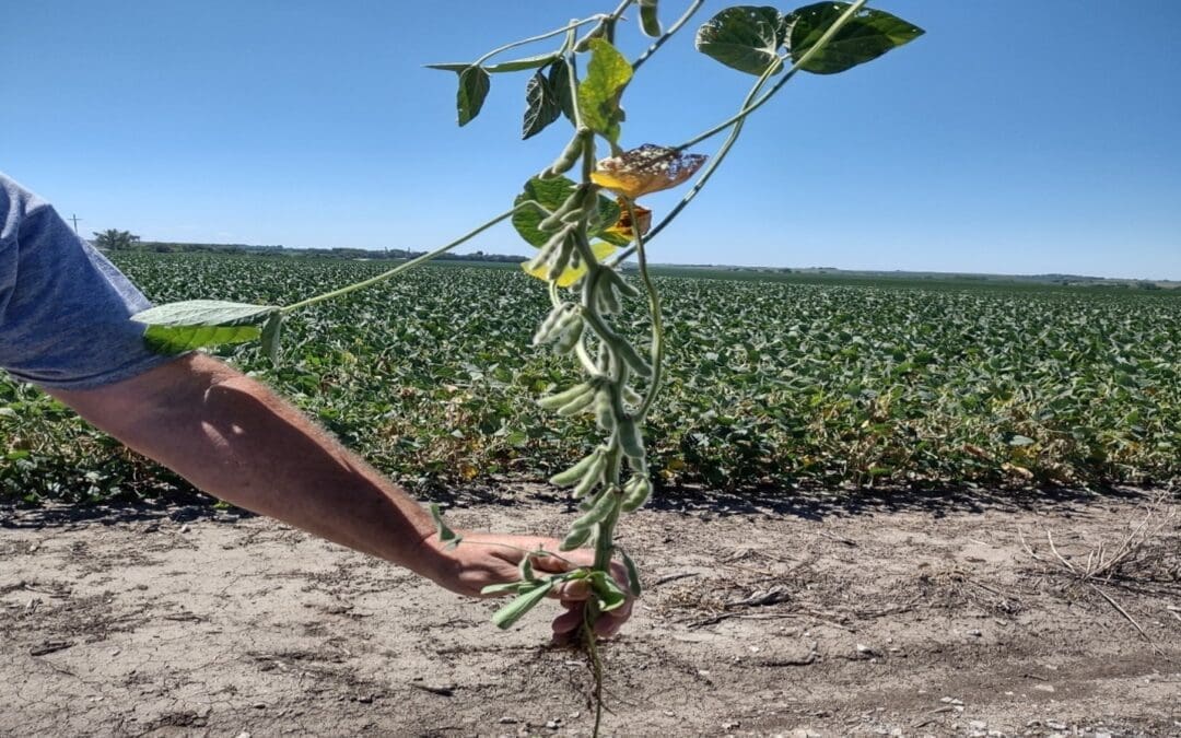 August Soybean Update