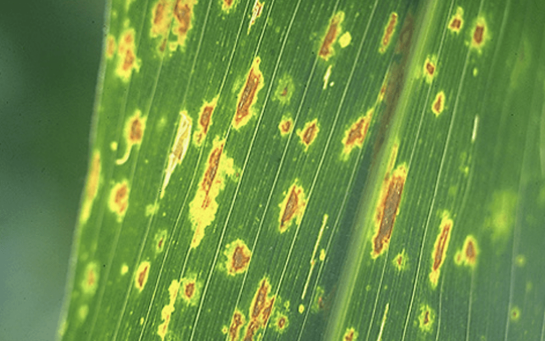 Fungus Amongst Us – Common Rust vs. Southern Rust