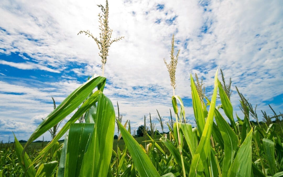 Dog Days of Summer – Soybean & Corn Development