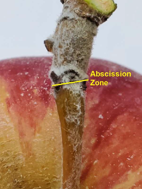 Physiology of Pre-Harvest Fruit Drop in Apple