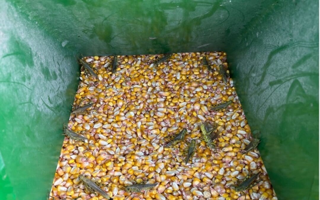 Common Challenges Around Harvest & How to Overcome