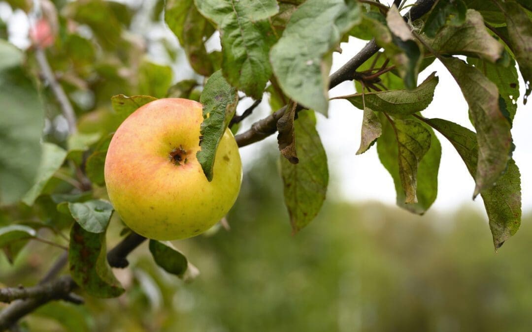 Postharvest Nutrition